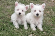 Health certificate,  Health guarantee West Highland White Terrier puppi